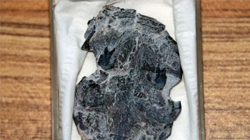 中科院團隊發現3.9億年前肺魚化石