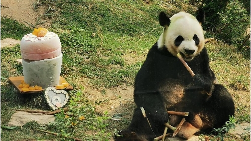 市政署為大熊貓開開慶祝12歲生日