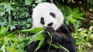 美國家動物園：旅美大熊貓“美香”幼崽健康成長