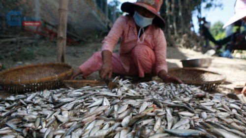 柬埔寨首批野生水產品出口中國