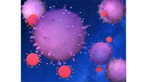 澳大開發超分子細胞遞藥系統 高效治療炎症